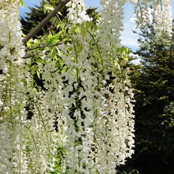 Glycine blanche / Wisteria floribunda Alba